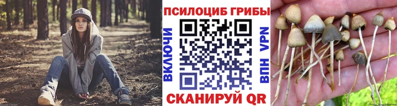 blacksprut ССЫЛКА  Новосиль  Псилоцибиновые грибы GOLDEN TEACHER 